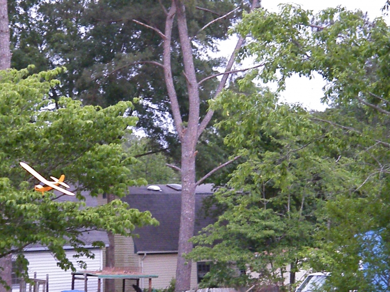 Flying Champ in back yard