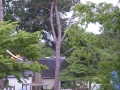 Flying Champ in back yard
